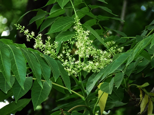 {Ailanthus altissima}